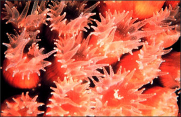 20110307-NOAA coroal polys from star coral reef2550.jpg